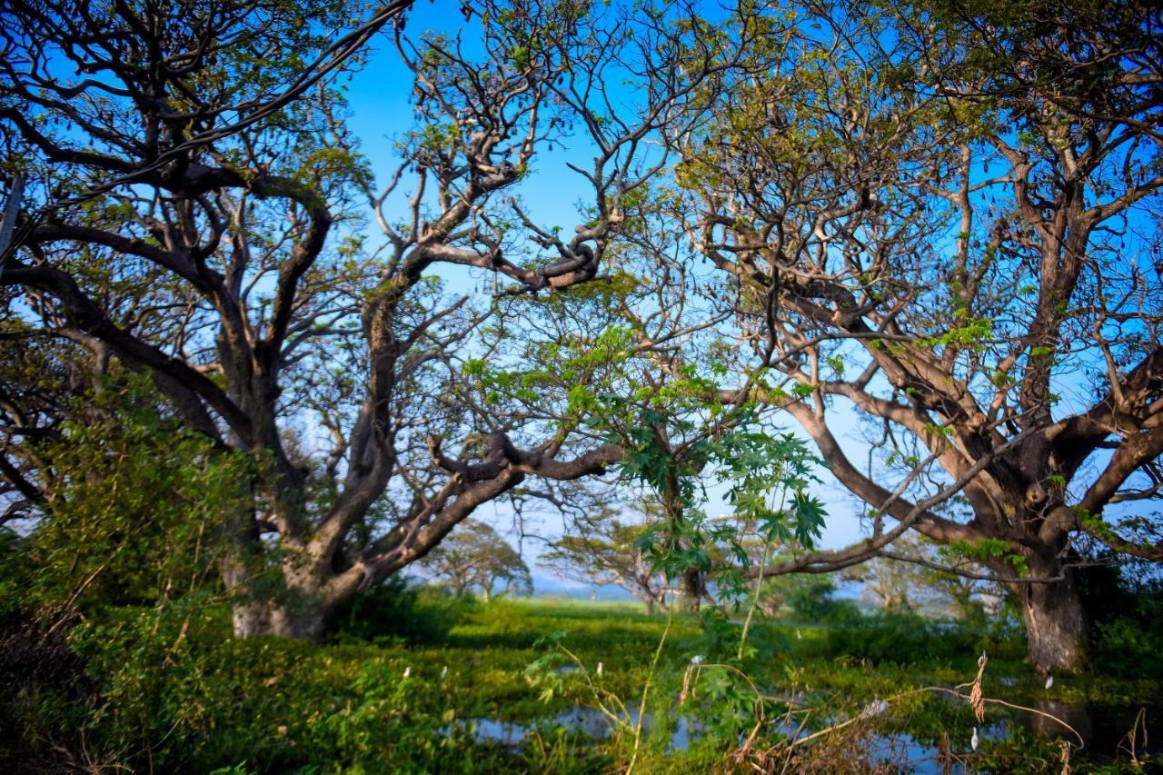Tissa Rainbow Guest & Yala Hotel Tissamaharama Eksteriør billede